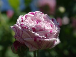 Variegata di Bologna &reg;