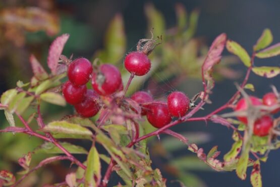 Mariae Graebneriae ® - Afbeelding 4