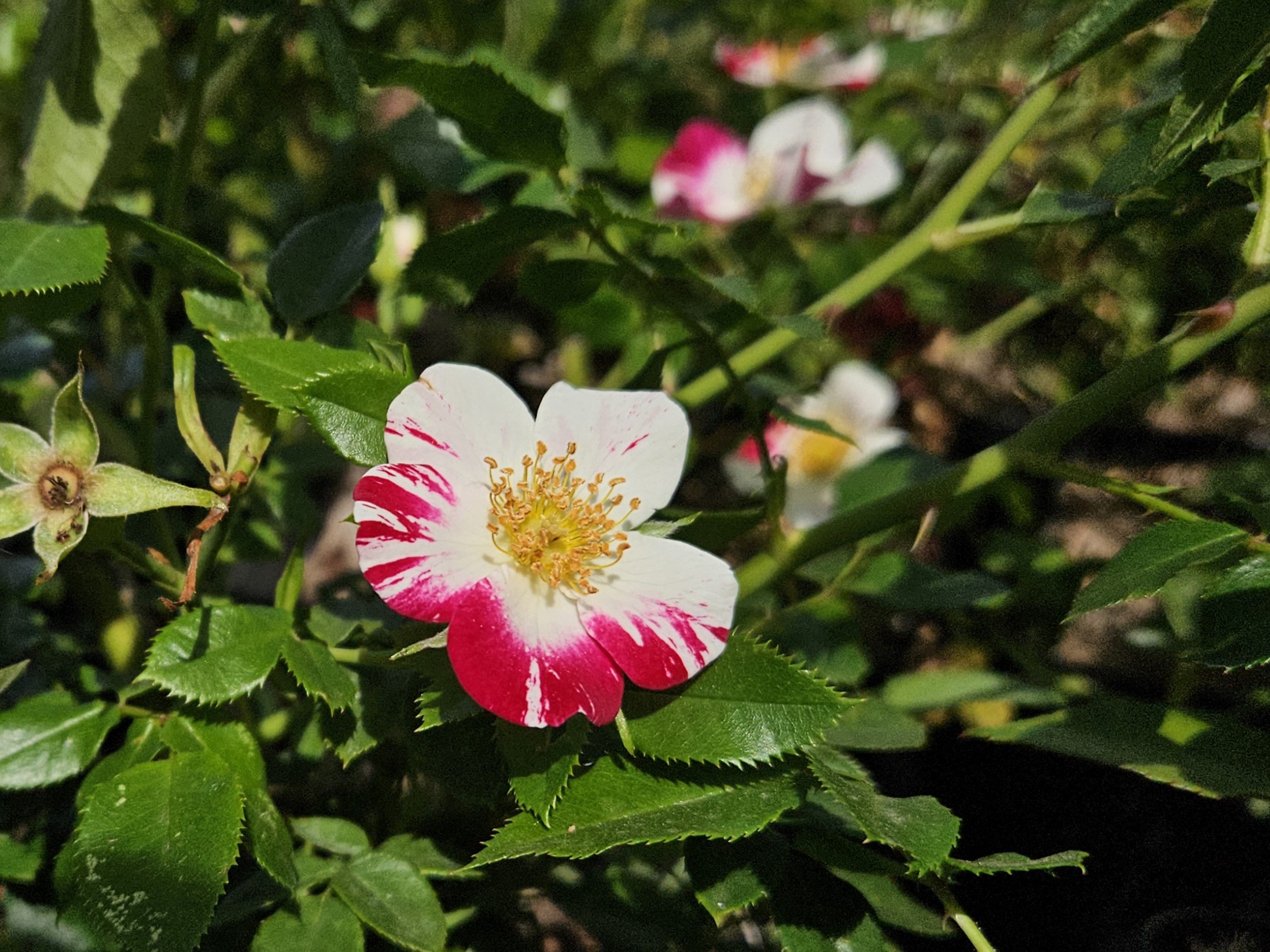 Wabi Sabi_20250821_03