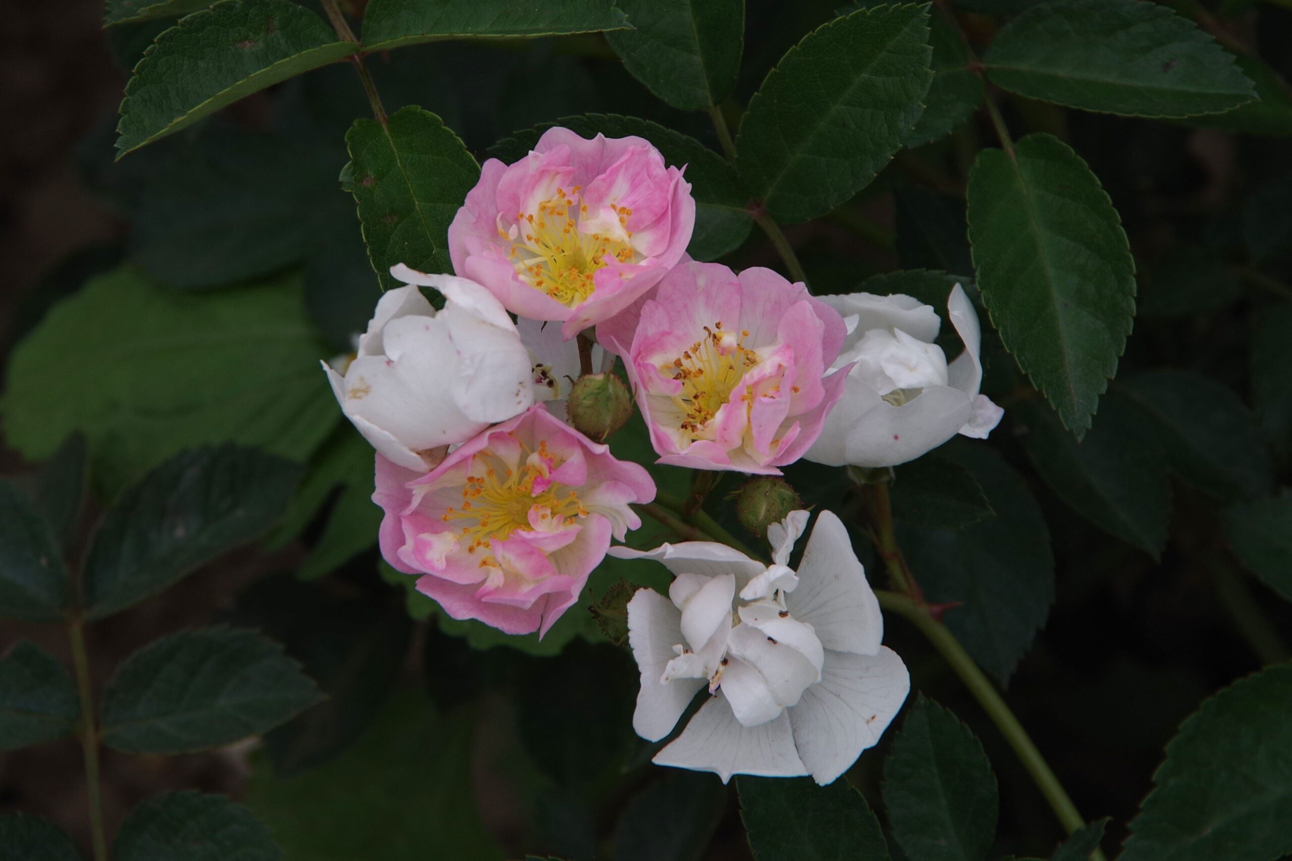 abigail adams 02 lowres