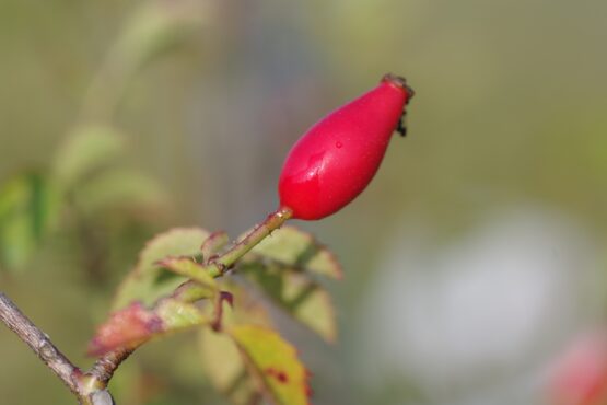 Rosa agrestis (kraagroos)