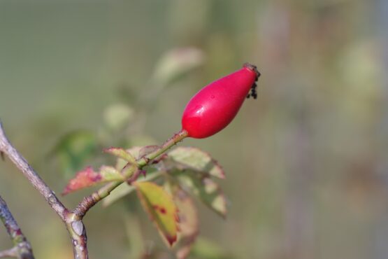 Rosa agrestis (kraagroos) - Afbeelding 2
