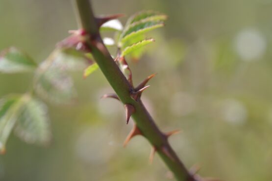 Rosa agrestis (kraagroos) - Afbeelding 3