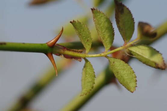 Rosa agrestis (kraagroos) - Afbeelding 5
