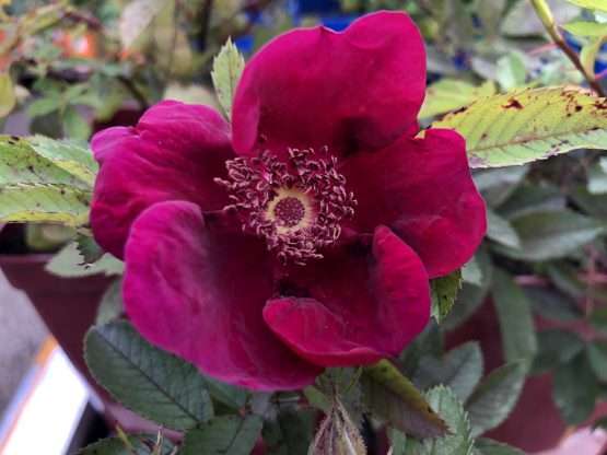 Basye's Purple ® - Afbeelding 5