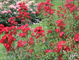 La Belle Rouge &reg;