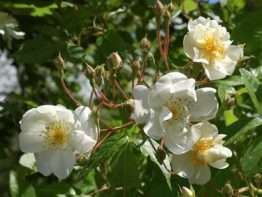 Rosa Bobby James