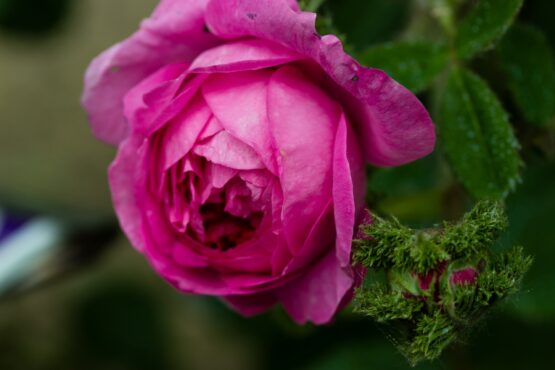 Chapeau de Napoléon  ® (Crested Moss) - Afbeelding 4