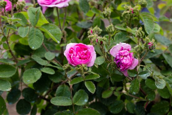 Chapeau de Napoléon  ® (Crested Moss) - Afbeelding 6