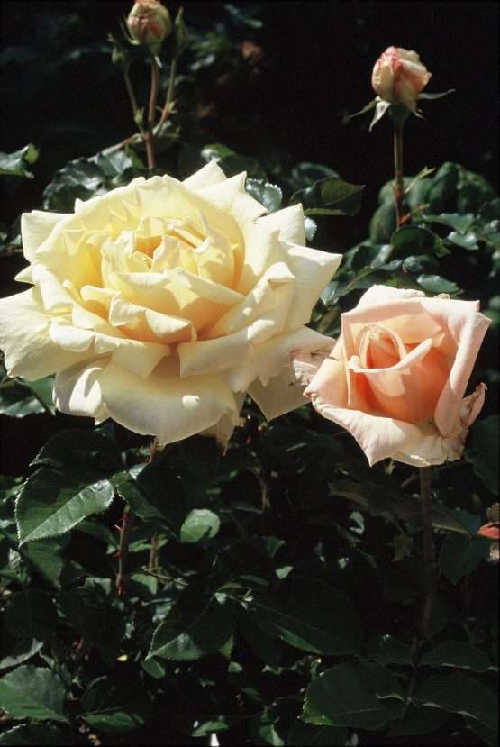 Diamond Jubilee