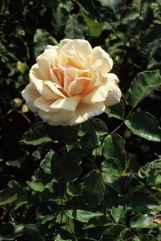 Diamond Jubilee - Afbeelding 4