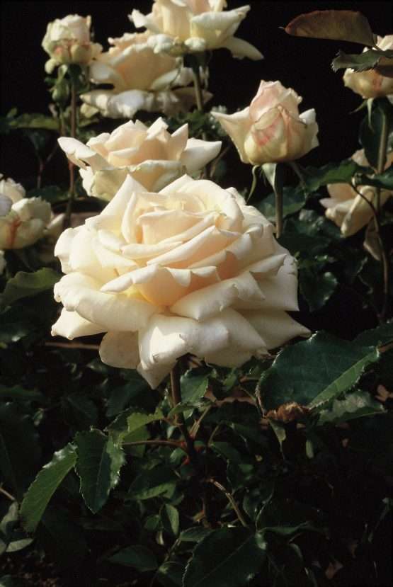 Diamond Jubilee - Afbeelding 3