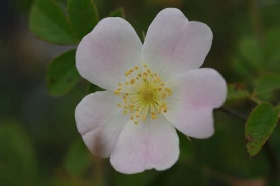 Rosa elliptica (wigbladige roos)
