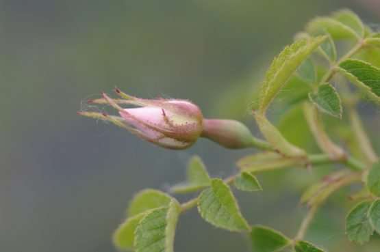 Rosa elliptica (wigbladige roos) - Afbeelding 2