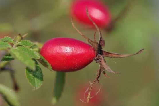 Rosa elliptica (wigbladige roos) - Afbeelding 4