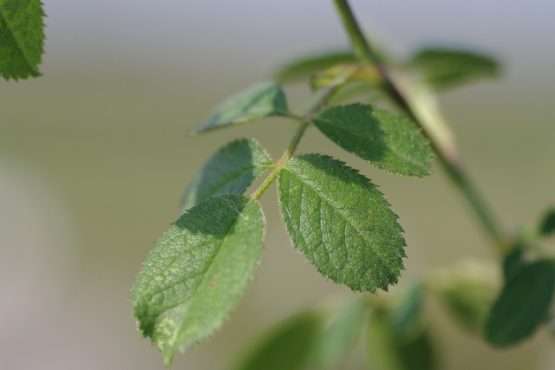 Rosa elliptica (wigbladige roos) - Afbeelding 5