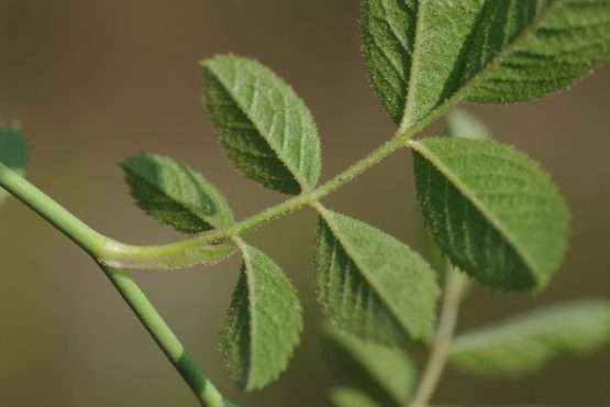 Rosa elliptica (wigbladige roos) - Afbeelding 6