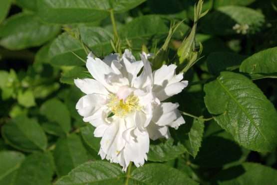 Fimbriata - Afbeelding 2