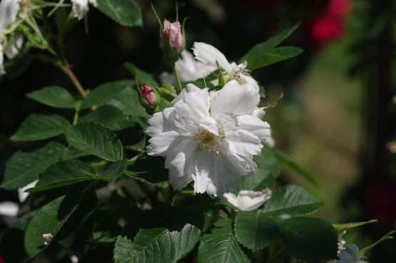 Fimbriata - Afbeelding 5