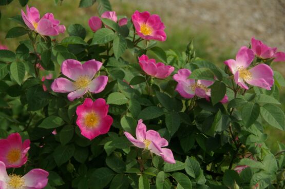 gallica Complicata ®