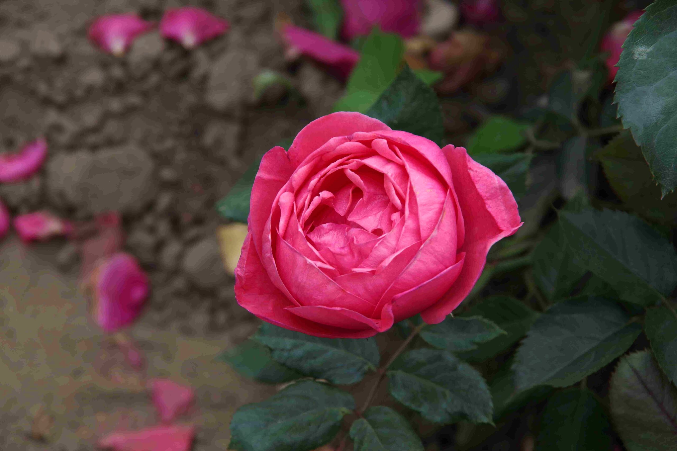gartenprinzessin marie-josé 02 lowres