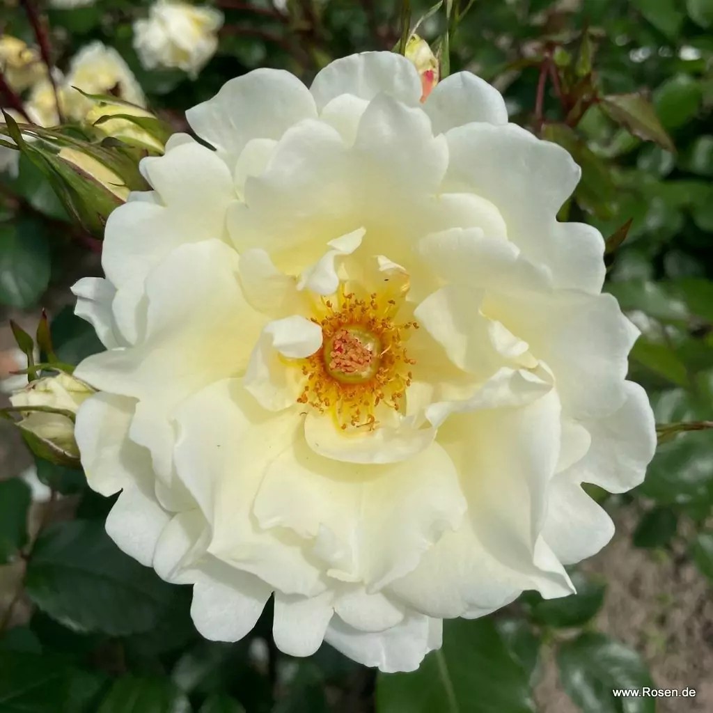 mentor-rose_01_1920x1920