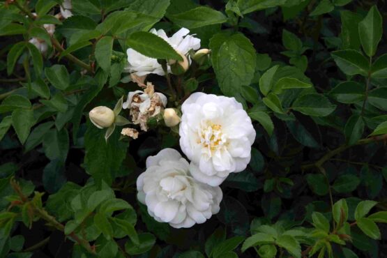 Moschata Autumnalis ® - Afbeelding 4