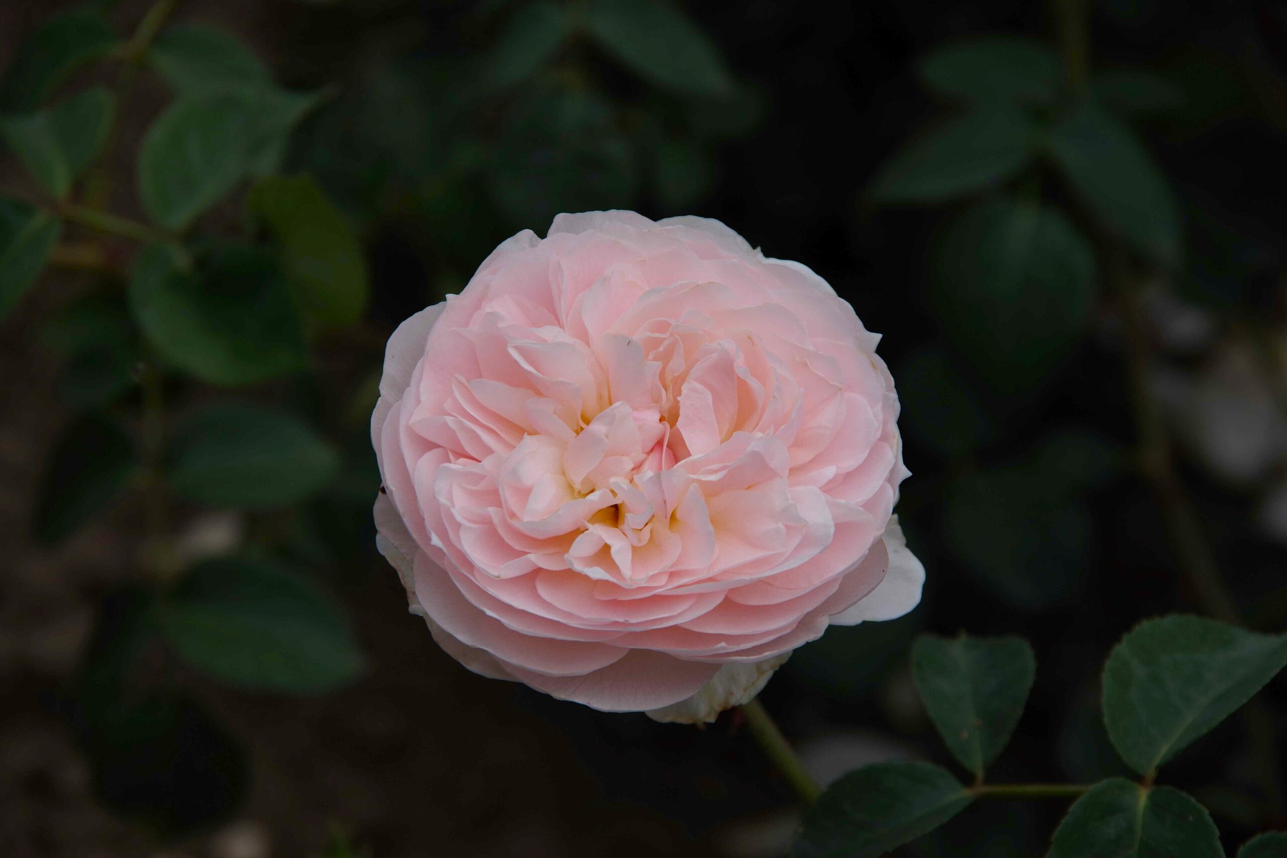 natural aroma 03 lowres