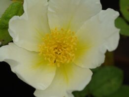 Moyesii Hybride