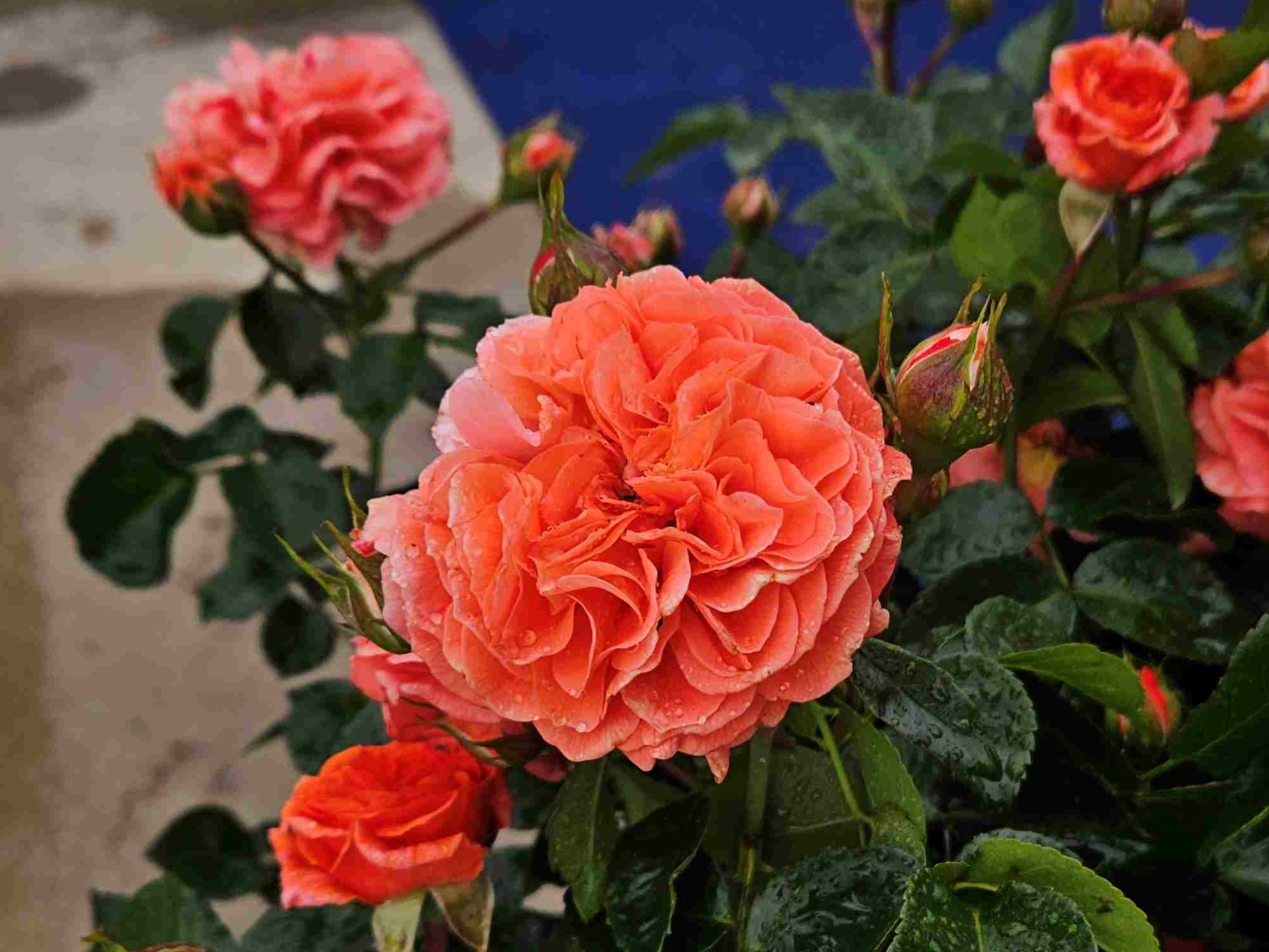 orangerie 06 lowres bewerkt