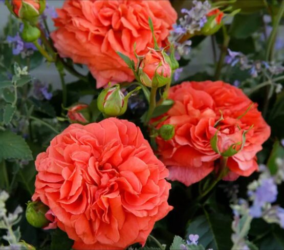 Orangerie ® - Afbeelding 2
