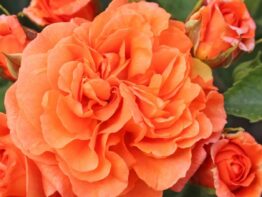 Orangerie ®