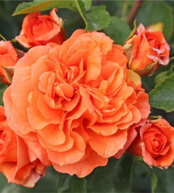 Orangerie ®