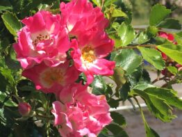 Pink Rambling Rosie ®