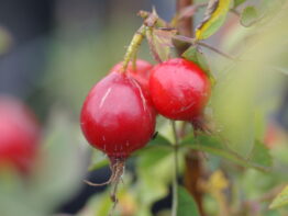 Pomifera