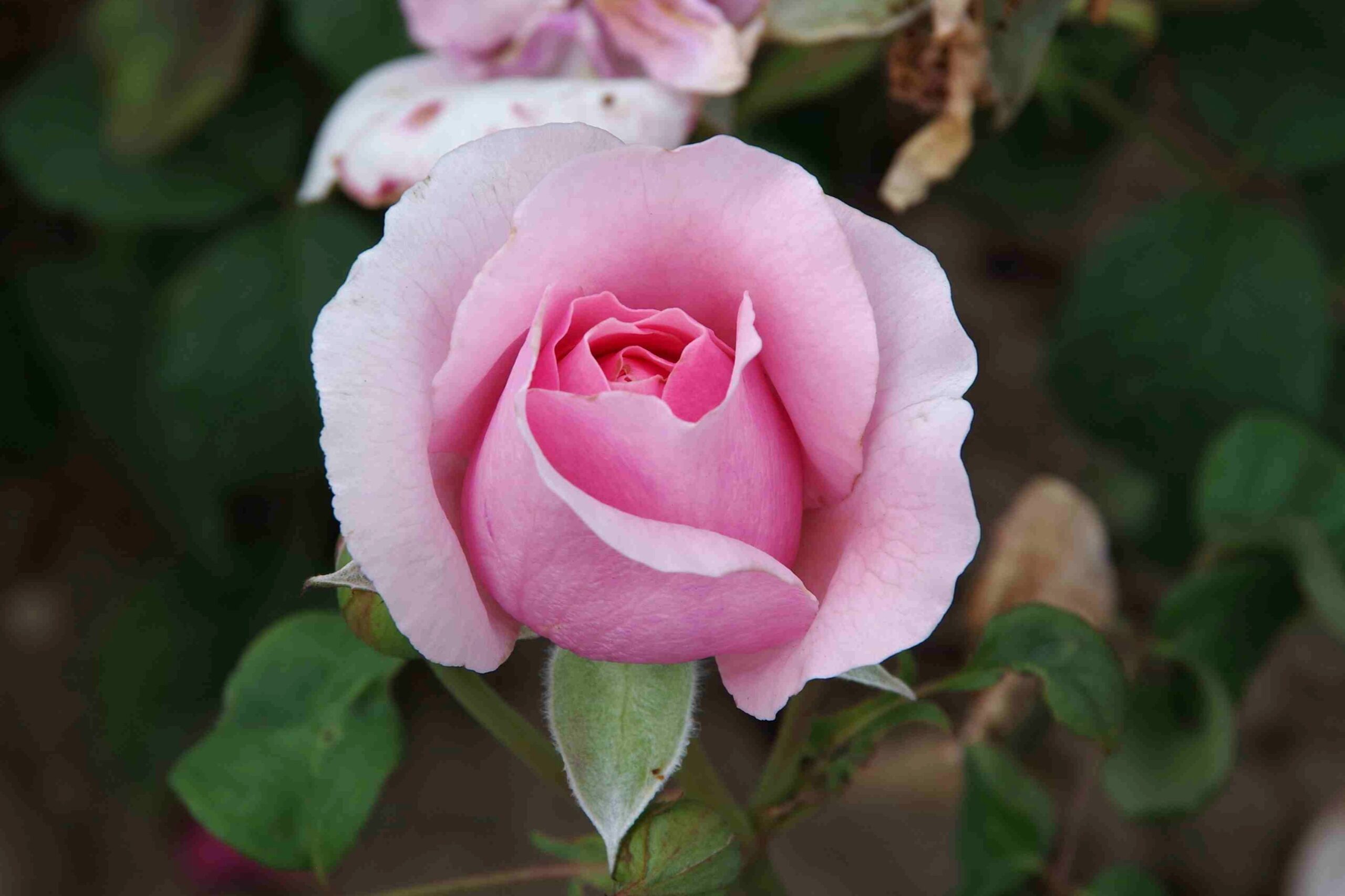 princesse claire de belgique 02 lowres bewerkt