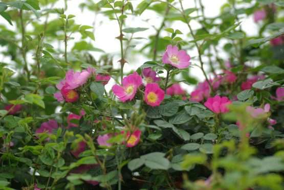 Rosa rubiginosa (egelantier)