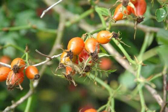 Rosa rubiginosa (egelantier) - Afbeelding 7