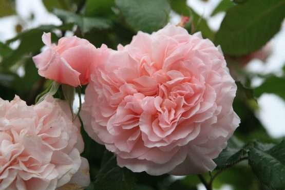 Rose de Tolbiac ®