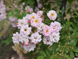 Stamroos Rosendorf Steinfurth