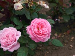Rosengräfin Marie-Henriette ®