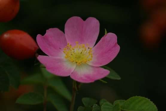 Rosa rubiginosa (egelantier) - Afbeelding 6