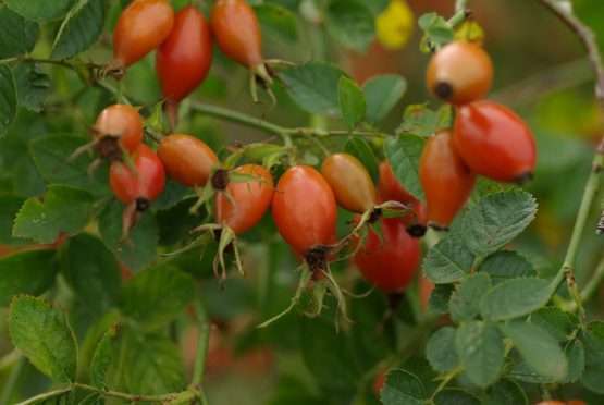 Rosa rubiginosa (egelantier) - Afbeelding 4