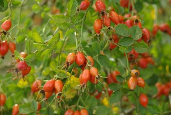 Rosa rubiginosa (egelantier) - Afbeelding 3