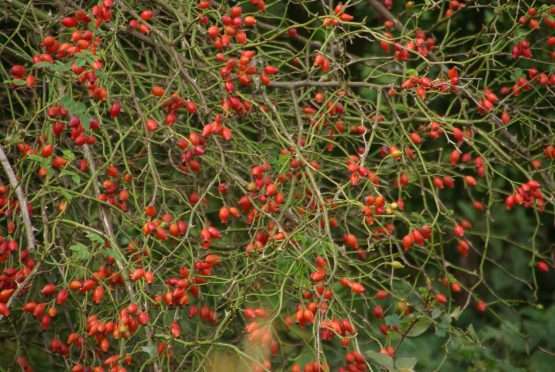Rosa rubiginosa (egelantier) - Afbeelding 2