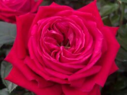 Ruby Kiss ®
