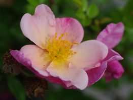 Show me Your Colors &reg;