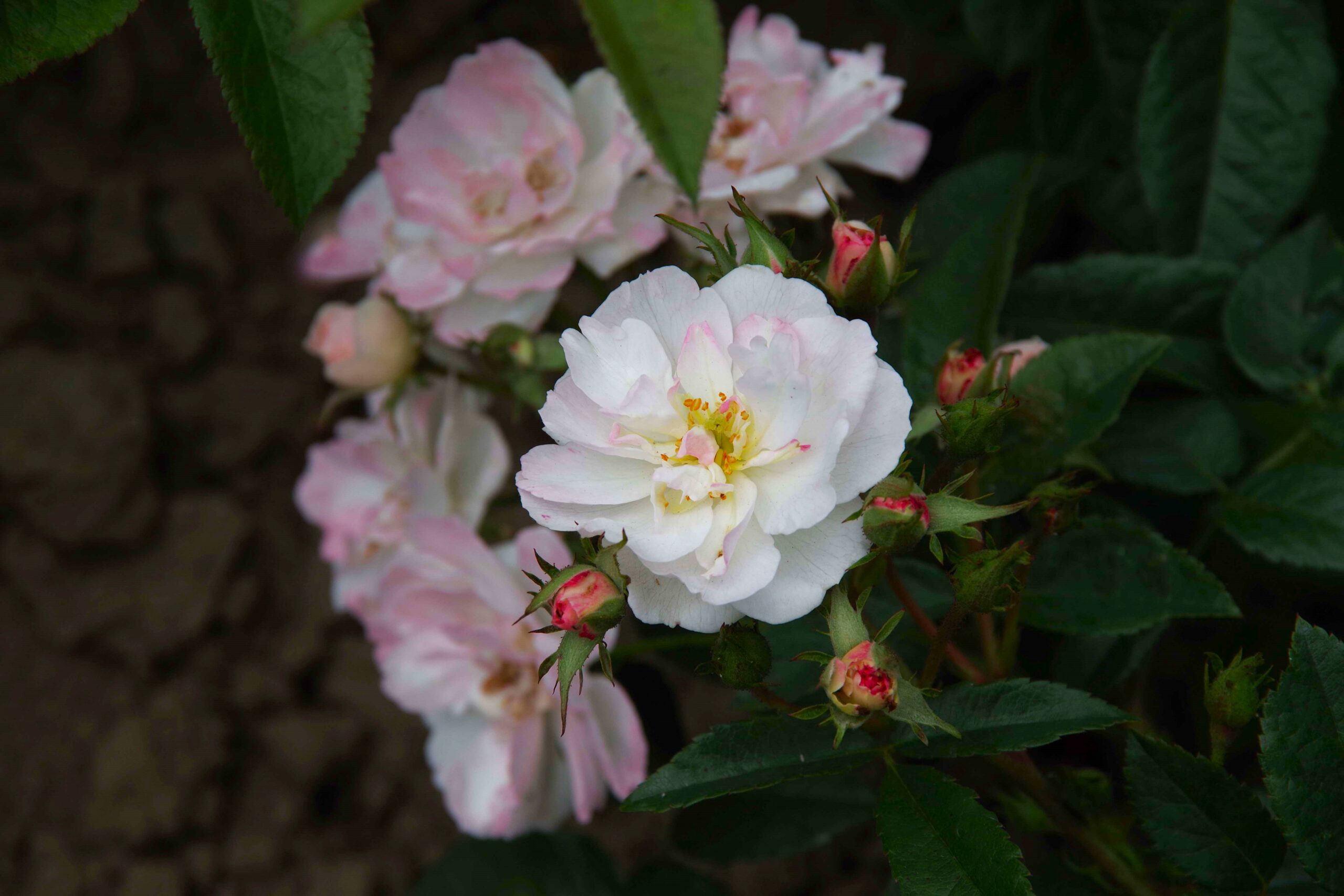 sweet siluetta 02 lowres