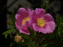 Mariae Graebneriae ®