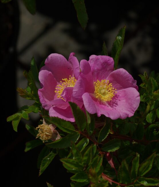 Mariae Graebneriae ®